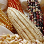 FPOCorn: Empowering Farmers Through Collective Action and Sustainable Practices