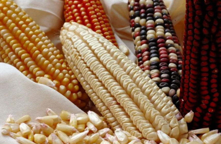 FPOCorn: Empowering Farmers Through Collective Action and Sustainable Practices